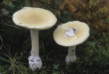 Amanita gemmata / Amanita junquillea / Amanite jonquille
