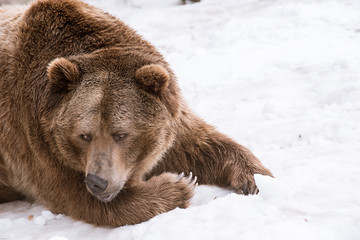 Fototapeta premium Grizzly Bear in the winter with snow life style(eat play chill)
