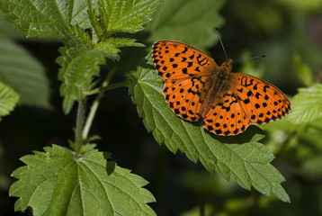 Brenthis daphne / Nacré de la ronce