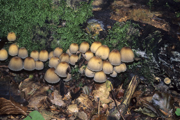 Coprinus micaceus / Coprin micacé