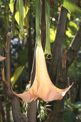 Brugmansia versicolor: Trompette des anges