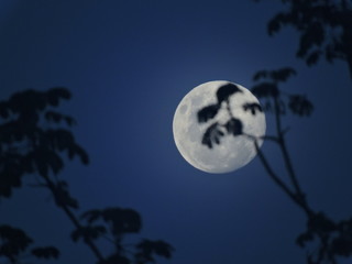 Silent moon