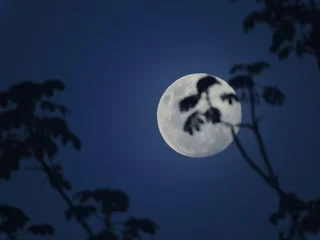 Fototapete Vollmond und Bäume Stiller Mond