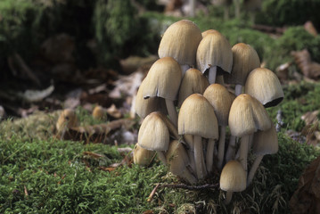 Coprinus micaceus / Coprin micacé