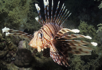 Pterois miles / Poisson scorpion / Rascasse volante