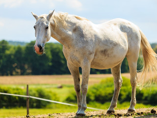 Naklejka na ściany i meble Majestic graceful white horse in meadow.