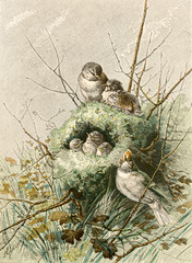 Illustration zoologique / Regulus regulus / Roitelet huppé