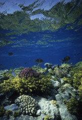 Barrière de corail / Mer Rouge / Egypte