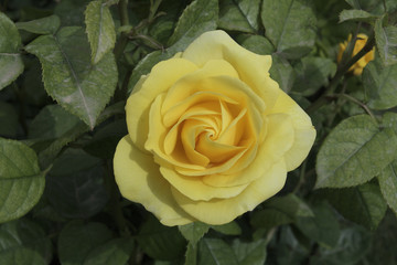 Rosa x / Rose 'Carte d'or'