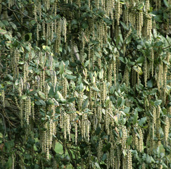 Garrya elliptica / Garrya &agrave; feuilles elliptiques