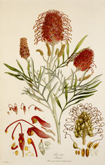 Plakaty  Illustration botanique / Grevillea banksii