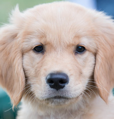 golden puppy