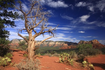 Fototapeta na wymiar Juniperus osteosperma / Genevrier de l'Utah / USA