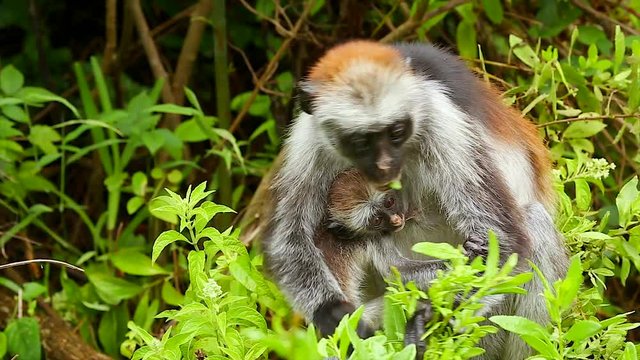 Highly endangered Zanzibar Red Colobus Monkey (Procolobus kirkii) in Jozani Forest on island of Zanzibar (Tanzania, Africa). Mother and baby feeding on leaves. About 1,600 to 3,000 individuals remain.
