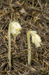 Monotropa hypopitys / Monotrope sucepin