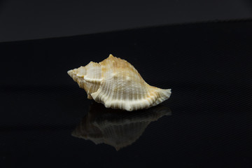 Latirus polygonus Beautiful sea shell on a black background