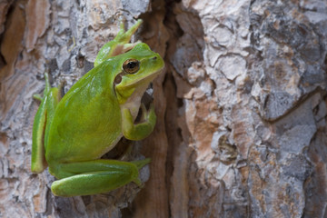 Hyla meridionalis / Rainette méridionale