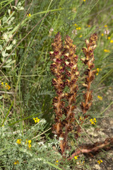 Orobanche gracilis / Orobanche grêle / Orobanche sanglante