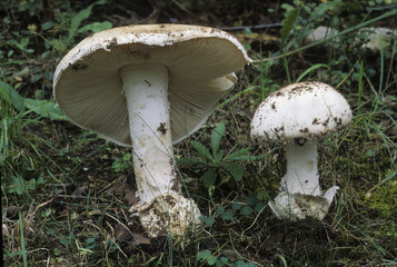 Amanita ovoida / Amanite ovoïde