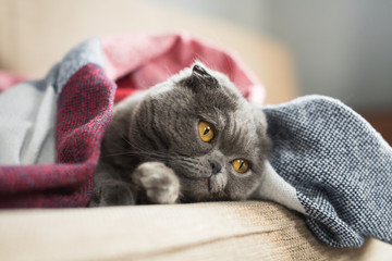 sad cat lying under blanket at home