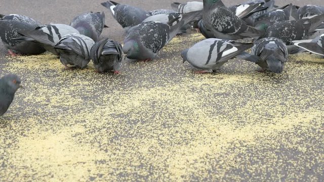 Flock of pigeons eating switchgrass in the urban park outdoors
