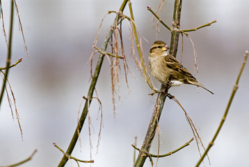 Passer domesticus / Moineau domestique / Femelle