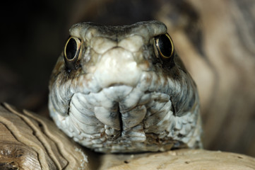 Malpolon monspessulanus / Couleuvre de montpellier