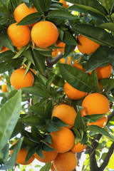 Citrus reticulata / Mandarine 'Le Chinois'