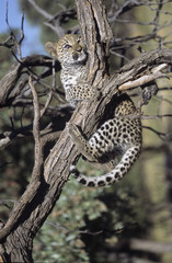 Panthera pardus / Léopard / Panthère