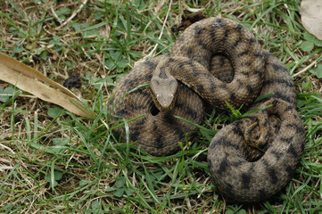 Vipera aspis / Vipère aspic