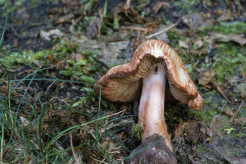 Inocybe patouillardii / Inocybe de Patouillard