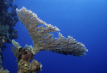 Acropora sp. / Corail / Mer Rouge / Egypte