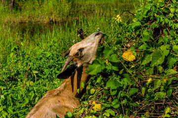 Goat in natural background
