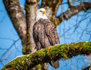 Bald Eagle