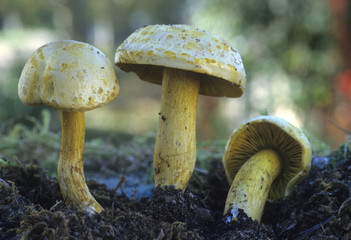Tricholoma sulphureum / Tricholome soufré