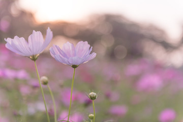 Fototapeta premium Cosmos flower field with nature background. 