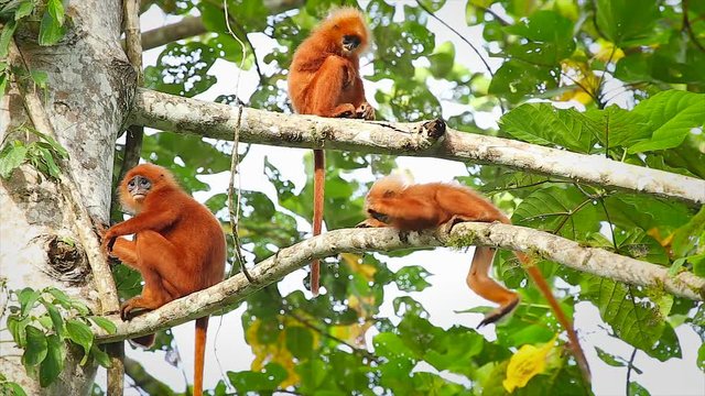 Rare Red or Maroon Leaf Monkey (Presbytis rubicunda) family in the jungles of Borneo. This is a beautiful and brightly coloured Langur species. Here, young, tired juveniles and babies rest in a tree.