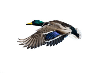 Male Mallard in Flight on White Background, Isolated