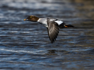 Female Common Goldeneye in Flight
