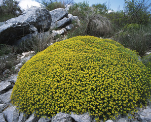 Euphorbia spinosa / Euphorbe épineuse