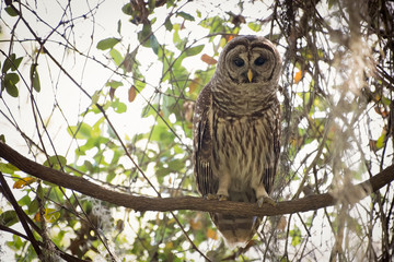 Barred Owl perched on a limb