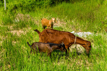 Goats in natural background