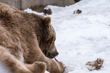 Obraz premium Grizzly Bear in the winter with snow life style(eat play chill)