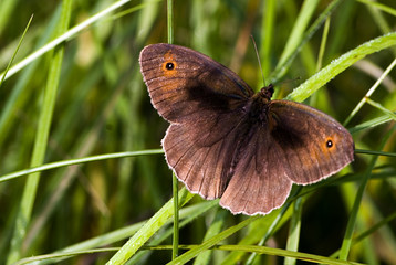 Maniola jurtina / Myrtil