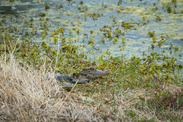 Young American Alligator in Florida hidden partially behind grasses
