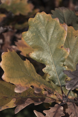 Quercus pubescens / Chêne pubescent