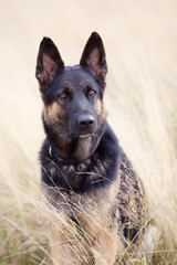 Dog German Shepherd sit in field portrait