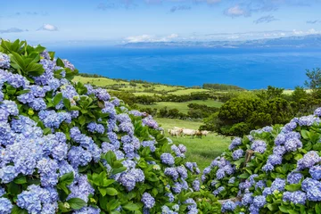 Schilderijen op glas Typical azorean landscape with green hills, cows and hydrangeas, Pico Island, Azores, Portugal © Francesco Bonino