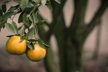 Mandarin orange tree with fruits in the garden.