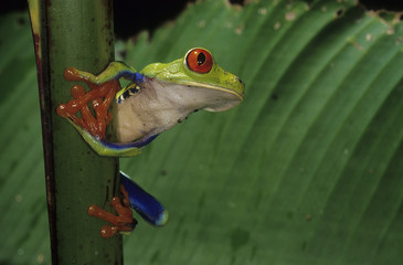 Agalychnis callidryas / Grenouille aux yeux rouges